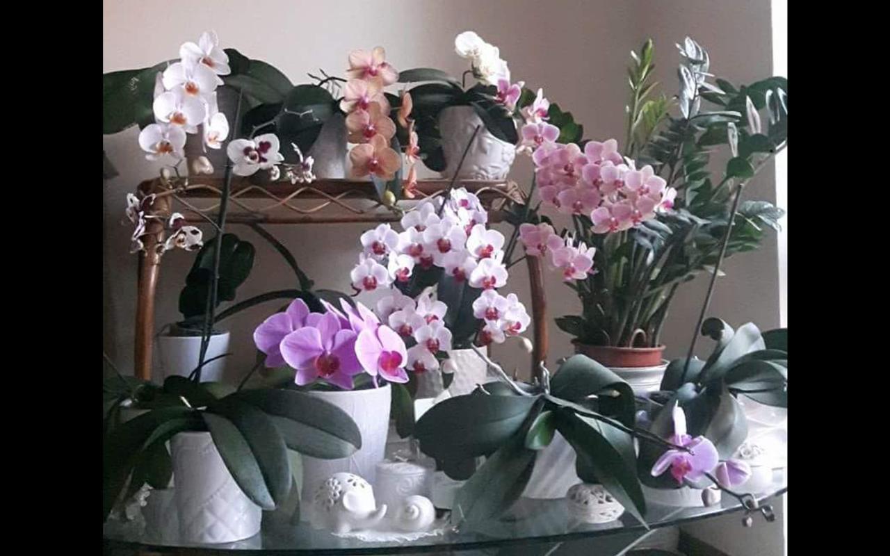 B&B Amy&Julie Badia Polesine Екстериор снимка